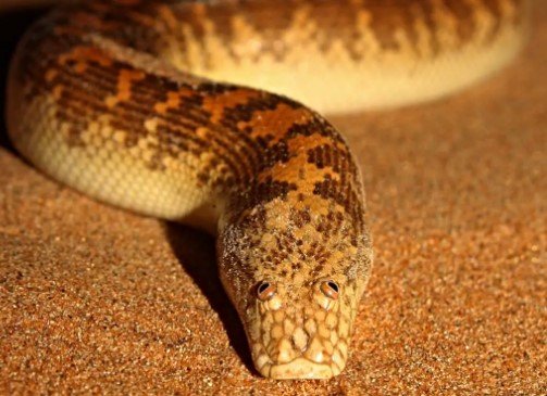 Arabian Sand Boa