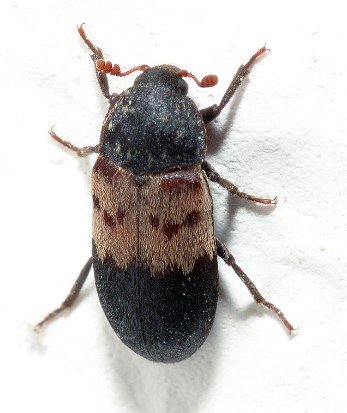 Larder Beetle Bites