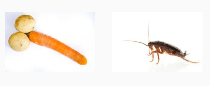 Can Cockroaches Live In Your PP