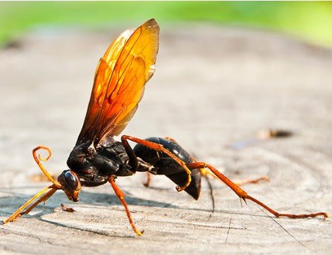 Wood Wasp Sting