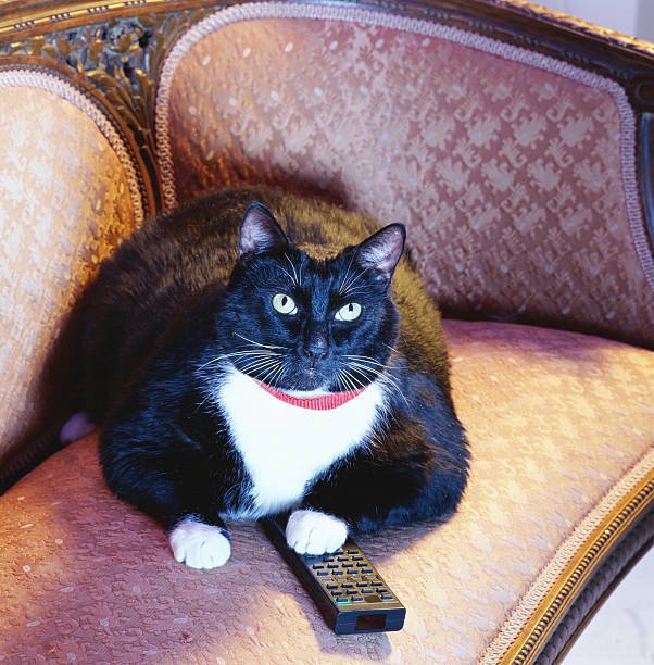 What are the 9 Best Bird Videos For Cats? 2 Bird Videos For Cats