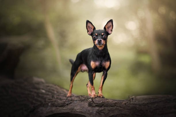 Chihuahua Husky Mix: 10 Care Tips 3 Chihuahua Husky Mix