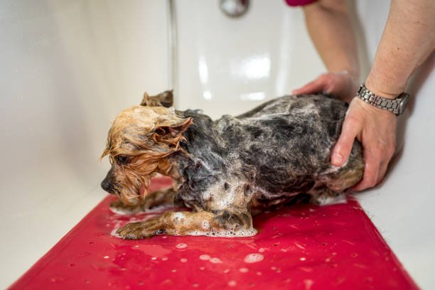 De-skunking your Dog