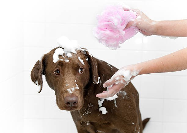 De-skunking your Dog: Step by Step Guide 2 De-skunking your Dog