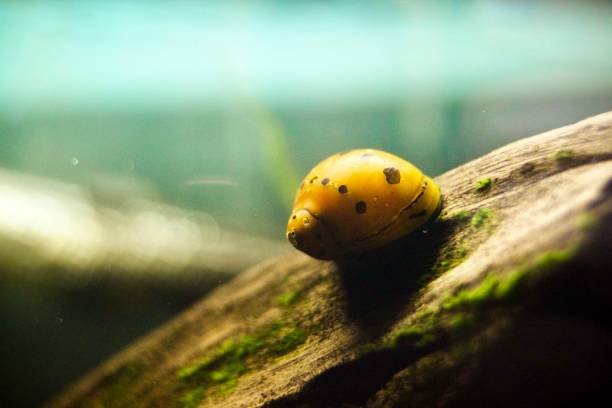 Easy Steps To Get Rid of Snails in Aquarium