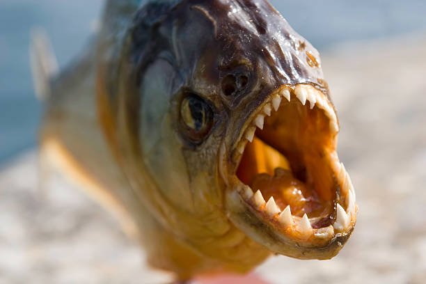 Fish With Teeth