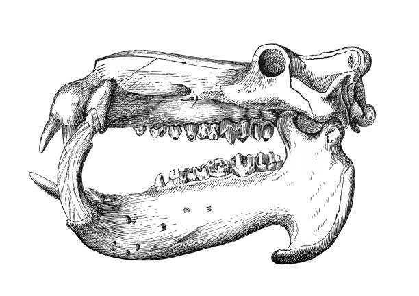 Hippo Skull