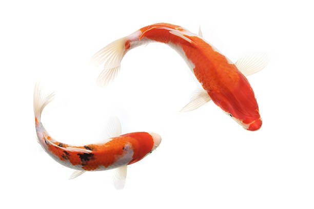 What Is the Hidden Koi Fish Meaning? 2 Koi Fish Meaning