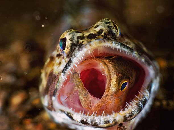 Lizard Fish