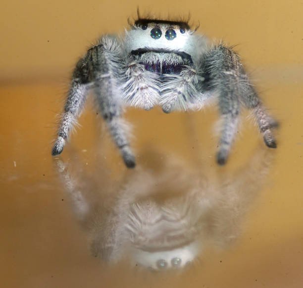 Regal Jumping Spider