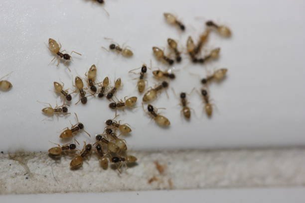 11 Simple Strategies for Ant Control in Your Home