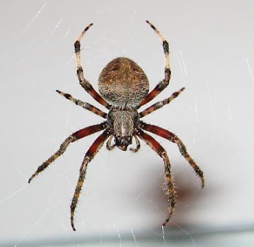 Barn Spider