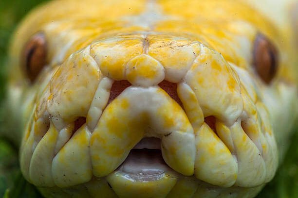 Albino Ball Python