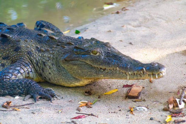 Puerto Rico dangerous animals
