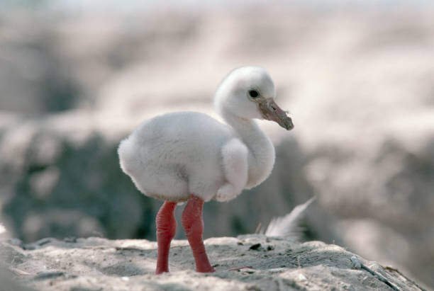 Baby Flamingo