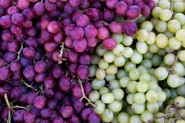 Can Bearded Dragons Eat Grapes? 3 Can Bearded Dragons Eat Grapes