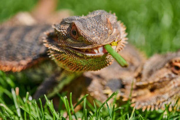 Can Bearded Dragons Eat Grapes? 2 Can Bearded Dragons Eat Grapes