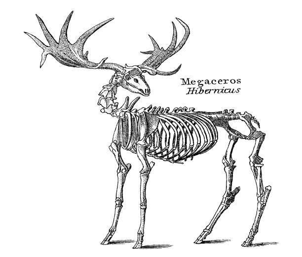Deer Anatomy