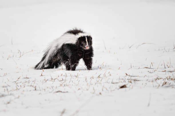 Do Skunks Hibernate
