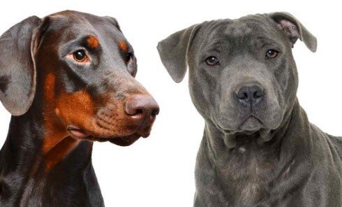 Doberman Pitbull Mix