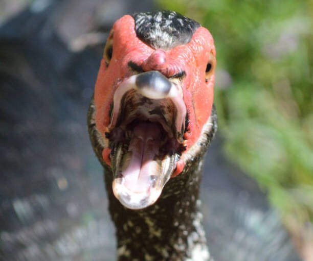 Duck Teeth