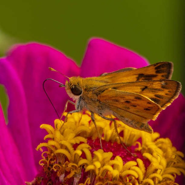 Top 10 Beautiful Orange Butterfly On Earth 1 Orange Butterfly