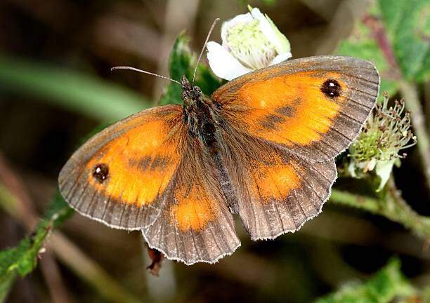 Top 10 Beautiful Orange Butterfly On Earth 10 Orange Butterfly