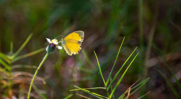 Top 10 Beautiful Orange Butterfly On Earth 3 Orange Butterfly