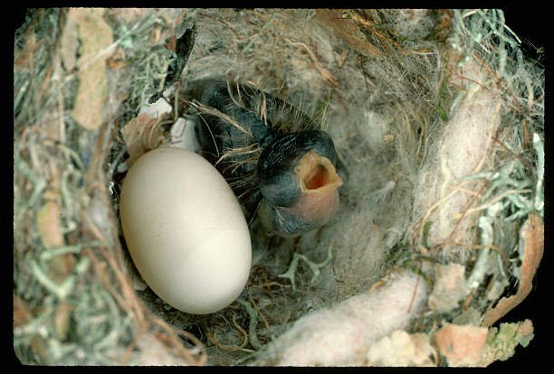 Hidden Facts About the Hummingbird Eggs? 3 Hummingbird Eggs