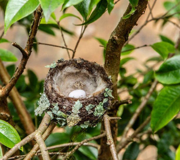 Hidden Facts About the Hummingbird Eggs? 2 Hummingbird Eggs