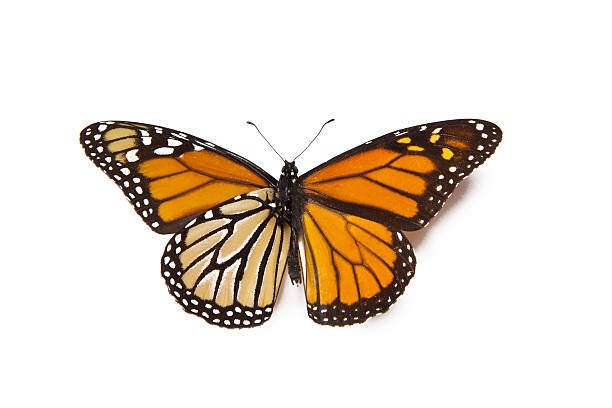 Top 10 Beautiful Orange Butterfly On Earth 2 Orange Butterfly