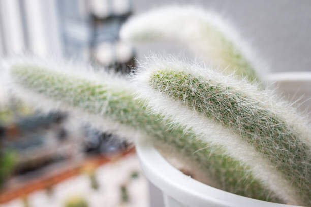 Monkey Tail Cactus