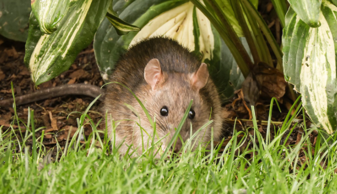 The significance of pest control