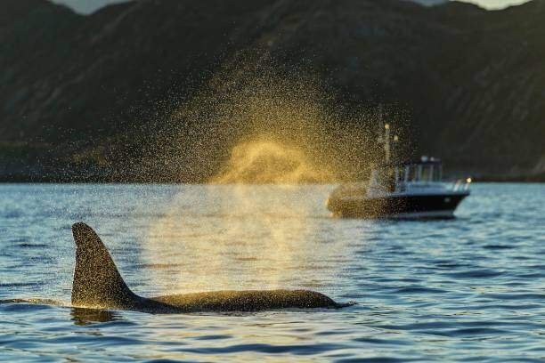 Orca Whales Attacking Boats