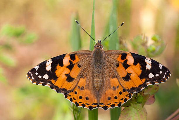Top 10 Beautiful Orange Butterfly On Earth 4 Orange Butterfly