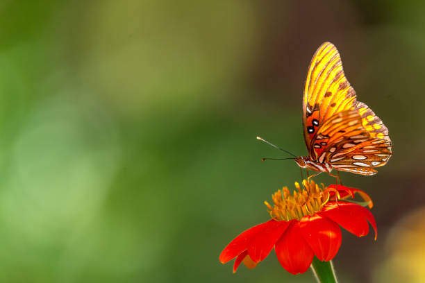 Top 10 Beautiful Orange Butterfly On Earth 7 Orange Butterfly