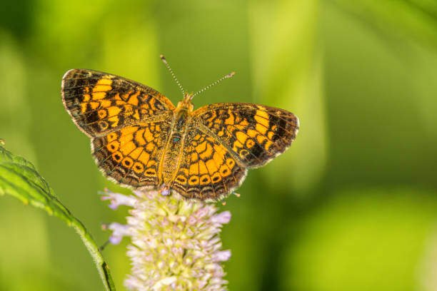 Top 10 Beautiful Orange Butterfly On Earth 9 Orange Butterfly