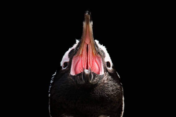 Penguin Teeth