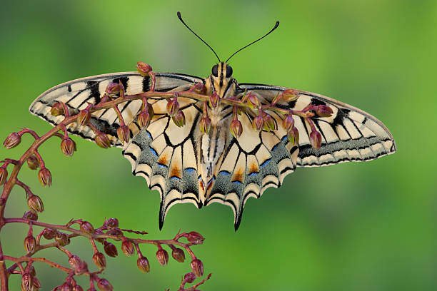 Saddleback Caterpillar: Identification, Infestation & Control 4 Saddleback Caterpillar Butterfly