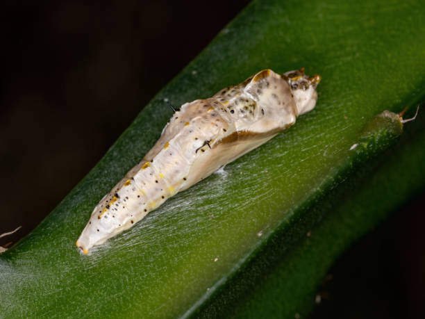 Saddleback Caterpillar: Identification, Infestation & Control 3 Saddleback Caterpillar Moth