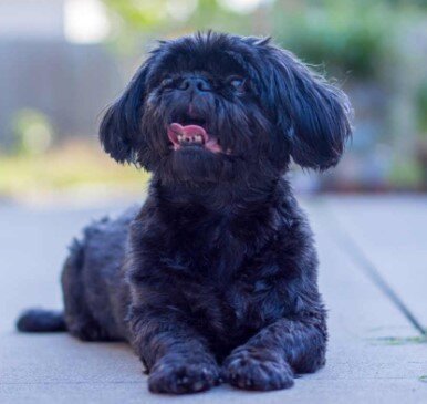 Black Shih Tzu