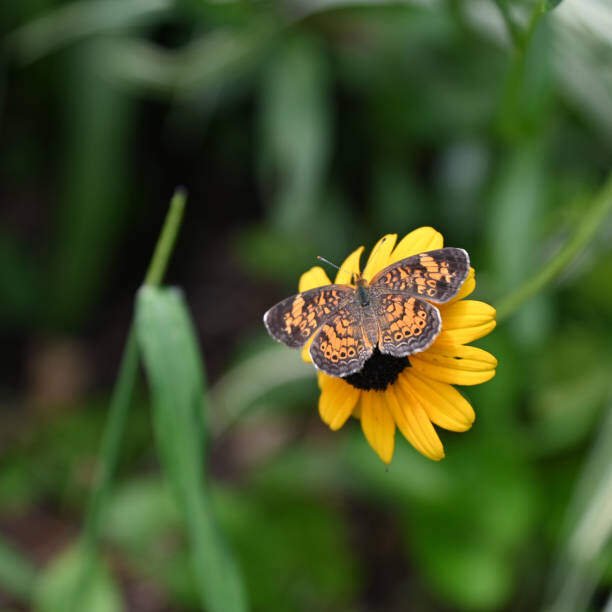 Top 10 Beautiful Orange Butterfly On Earth 6 Orange Butterfly