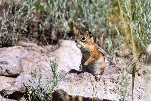 Do Squirrels Lay Eggs? 2 Do squirrel lay eggs