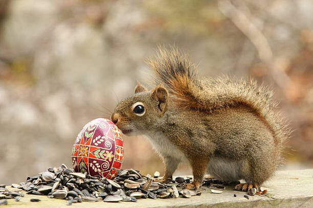 Do squirrel lay eggs