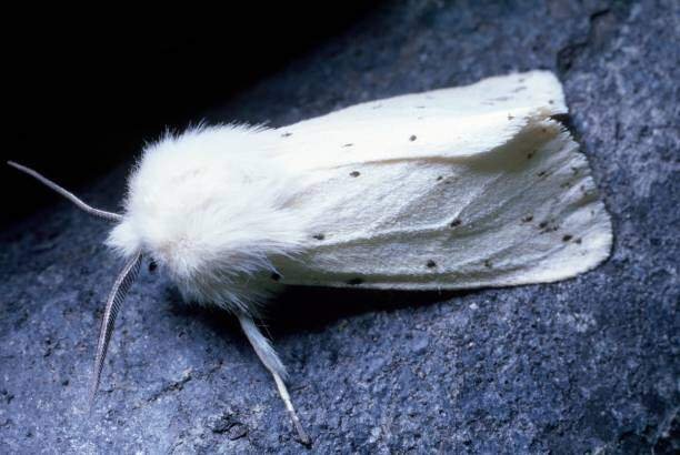 White Moth