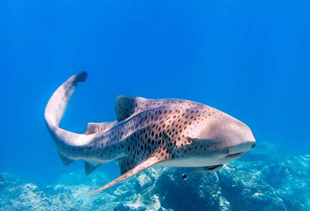What are Earth's Top 8 Most Cute Sharks? 4 Cute Sharks