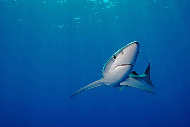 What are Earth's Top 8 Most Cute Sharks? 3 Cute Sharks