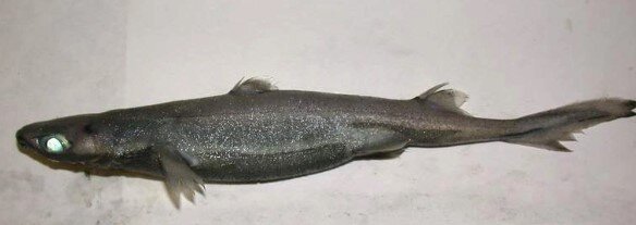 What are Earth's Top 8 Most Cute Sharks? 8 Cute Sharks
