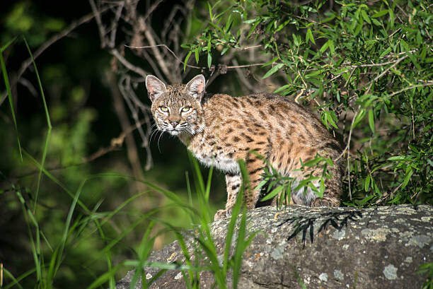 Do Bobcats Have Tails?