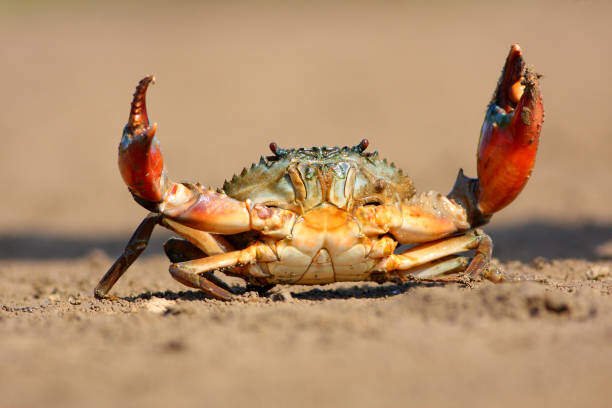 Do Crabs Eat Shrimp?